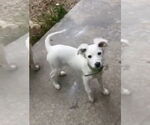 Small #7 Mutt