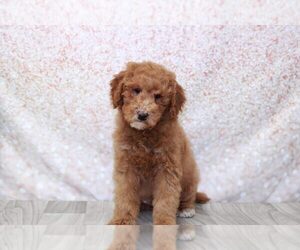 Goldendoodle (Miniature) Puppy for sale in MARIETTA, GA, USA