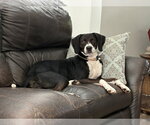 Small #1 Mutt