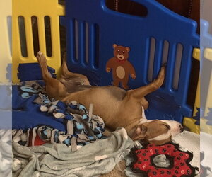 Benny - Male Boxer-Unknown Mix Dog for Adoption - Photo #2