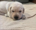 Small Photo #3 Labrador Retriever Puppy For Sale in BARRON, WI, USA