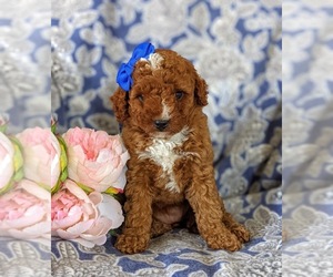 Miniature Labradoodle Puppy for sale in COCHRANVILLE, PA, USA