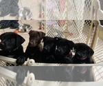 Small Photo #9 Alaskan Klee Kai-Labrador Retriever Mix Puppy For Sale in ORANGE PARK, FL, USA