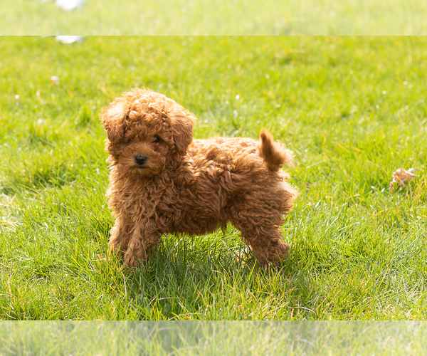 Medium Photo #8 Miniature Labradoodle Puppy For Sale in NAPPANEE, IN, USA