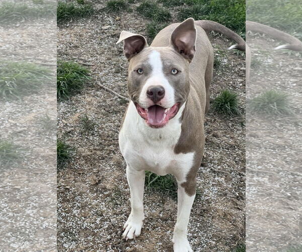 Medium Photo #2 American Pit Bull Terrier-Unknown Mix Puppy For Sale in Germantown, OH, USA