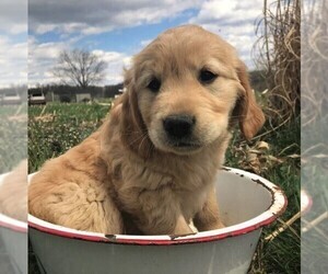 Golden Retriever Puppy for sale in WAYNESBORO, PA, USA