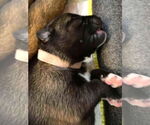 Small Mutt