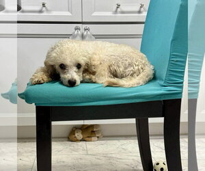 Nancy - Female Poodle (Miniature) Dog for Adoption - Photo #3