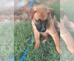 Australian Shepherd-Unknown Mix Dogs for adoption in San Antonio, TX, USA
