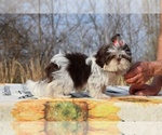 Small #14 Shih Tzu