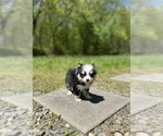 Small #5 Pomsky