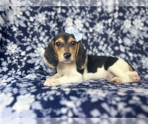 Beagle Puppy for sale in LAKELAND, FL, USA