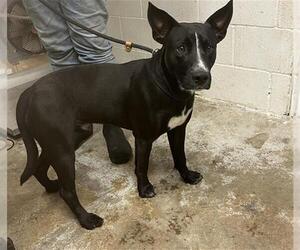 Border Collie-Unknown Mix Dogs for adoption in San Andreas, CA, USA