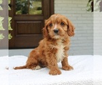 Small #2 Cavapoo (Miniature)