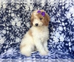 Small #4 Cavapoo