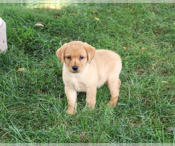 Medium Photo #2 Labrador Retriever Puppy For Sale in SYRACUSE, IN, USA