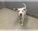 Small American Pit Bull Terrier Mix