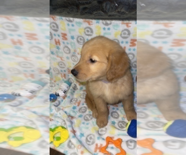 Medium Photo #3 Golden Retriever Puppy For Sale in HOUSTON, TX, USA