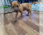Puppy Nemo Rhodesian Ridgeback