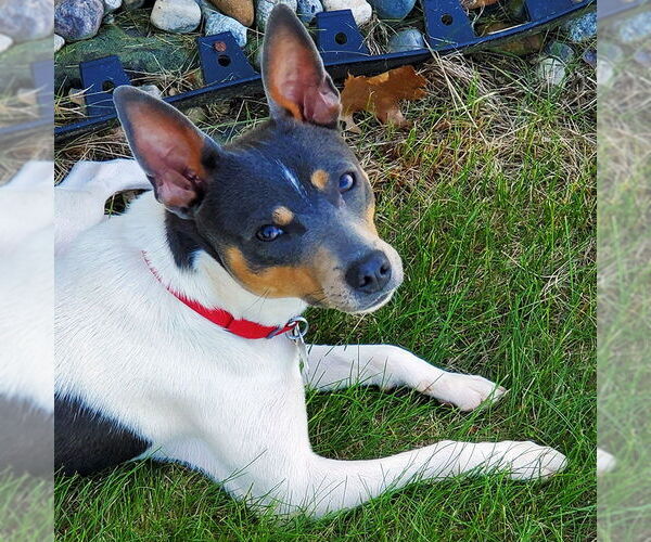 Medium Photo #2 Rat Terrier Puppy For Sale in Atlanta, GA, USA