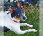 Small #1 Rat Terrier