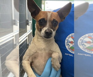 Chihuahua Dogs for adoption in San Bernardino, CA, USA