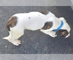 Small Photo #35 American Bulldog Puppy For Sale in INDEPENDENCE, MO, USA