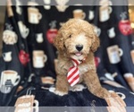 Image preview for Ad Listing. Nickname: Buster