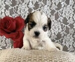 Small #3 Cavachon-Shih Tzu Mix