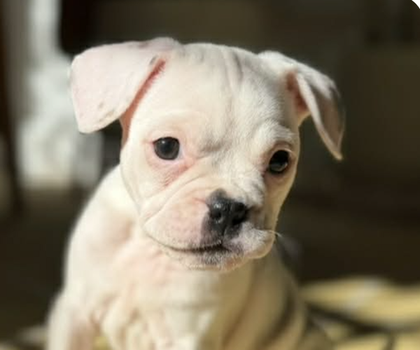 Medium Photo #1 French Bulldog-Unknown Mix Puppy For Sale in San Ramon, CA, USA