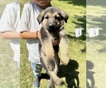 Small German Shepherd Dog