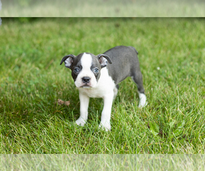 Boston Terrier Puppy for sale in MILFORD, IN, USA