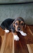 Puppy 6 Basset Hound