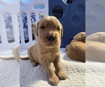 Puppy Orange Axel Golden Retriever
