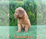 Small #6 Goldendoodle (Miniature)