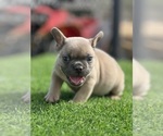Small #16 French Bulldog