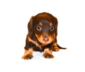 Dachshund Puppy for sale in HAMPSTEAD, NC, USA