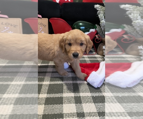 Medium Photo #5 Golden Retriever Puppy For Sale in LAKELAND, FL, USA