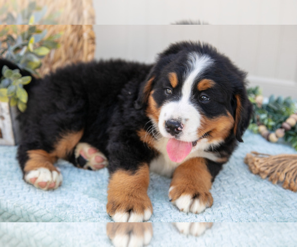 Medium Photo #31 Bernese Mountain Dog Puppy For Sale in BIRD IN HAND, PA, USA