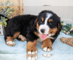 Small Photo #31 Bernese Mountain Dog Puppy For Sale in BIRD IN HAND, PA, USA