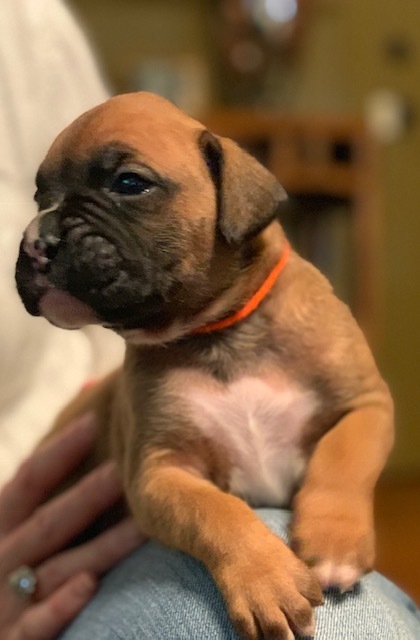 Medium Photo #6 Boxer Puppy For Sale in GRAYSON, GA, USA