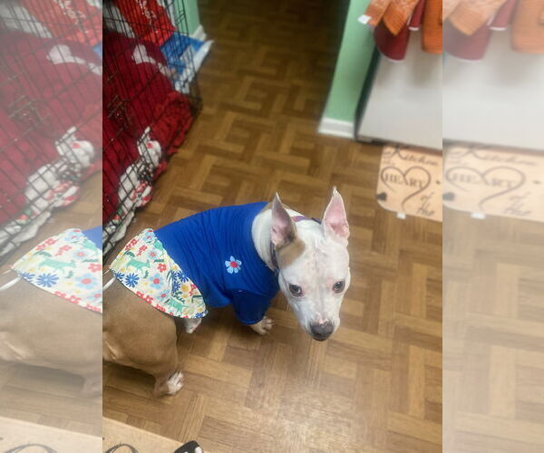 Medium Photo #2 Mutt Puppy For Sale in Oakhurst, NJ, USA