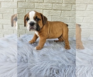 Bulldog Puppy for sale in INDIANAPOLIS, IN, USA