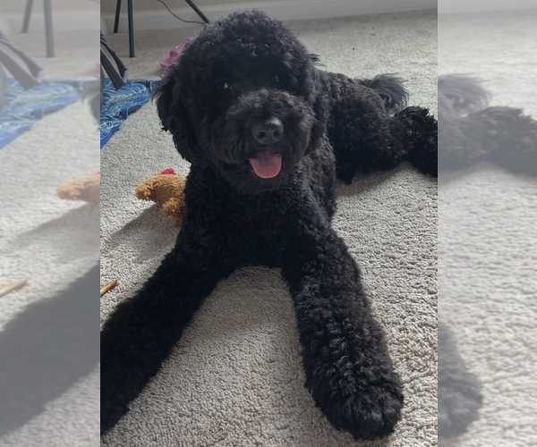Medium Photo #13 Goldendoodle Puppy For Sale in JACKSONVILLE, FL, USA