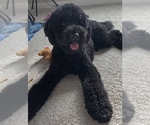 Small #12 Goldendoodle