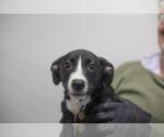 Small Labrador Retriever-Red Heeler Mix