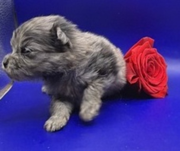 Medium Photo #5 Pomeranian Puppy For Sale in PORTLAND, ME, USA