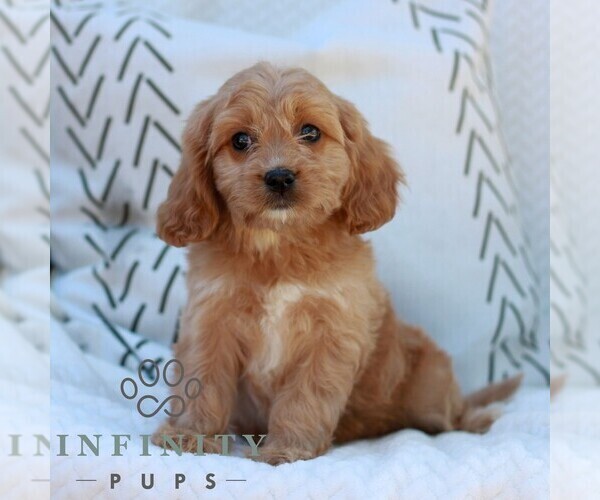 Medium Photo #3 Cavapoo (Miniature) Puppy For Sale in ELIZABETHTOWN, PA, USA