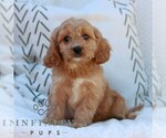 Small #2 Cavapoo (Miniature)