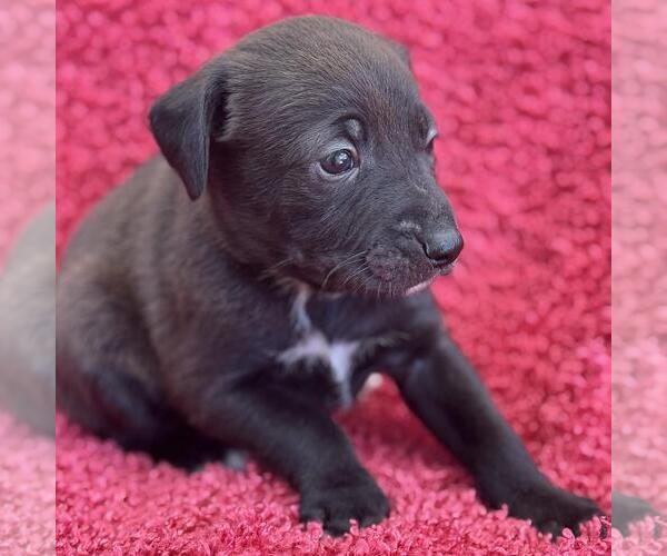 Medium Photo #2 Colonial Cocker Spaniel-Unknown Mix Puppy For Sale in San Diego, CA, USA